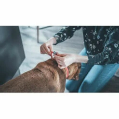 LES TENDANCES VETOCANIS Collier Anti-puces Et Anti-tiques Pour Petit Chien Jusqu'a 10 Kg 8 LES TENDANCES VETOCANIS Collier Anti-puces Et Anti-tiques Pour Petit Chien Jusqu'a 10 Kg -Anti-puces, anti-parasitaires et soins pour chien Soldes 40723493 4