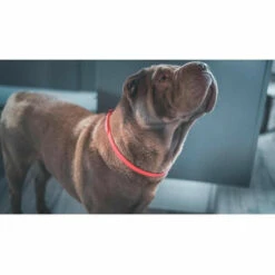 LES TENDANCES VETOCANIS Collier Anti-puces Et Anti-tiques Pour Petit Chien Jusqu'a 10 Kg 9 LES TENDANCES VETOCANIS Collier Anti-puces Et Anti-tiques Pour Petit Chien Jusqu'a 10 Kg -Anti-puces, anti-parasitaires et soins pour chien Soldes 40723493 5