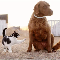 ZHUOXUAN Collier Anti-puces Et Anti-tiques Pour Chat,38 Cm. -Anti-puces, anti-parasitaires et soins pour chien Soldes 51451447 3