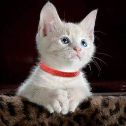 SUPERMARKET 3 Cols Anti-puces Pour Chiens Et Chats, Colliers Antiparasitaires, Collier Anti-tiques Pour Col De Protection Chien Pendant 8 Mois,Superma,rouge,33cm -Anti-puces, anti-parasitaires et soins pour chien Soldes 54902731 5