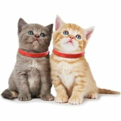 LONGZIMING 3 Cols Anti-puces Pour Chiens Et Chats, Colliers Antiparasitaires, Collier Anti-tiques Pour Col De Protection Chien Pendant 8 Mois -Anti-puces, anti-parasitaires et soins pour chien Soldes 56762746 5