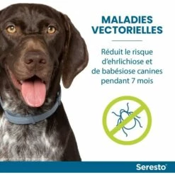 REGALI 2 Colliers-Chien – Collier Anti-Puces Et Anti-Tiques Pour Grands Chiens - 8KG Et Plus 6 REGALI 2 Colliers-Chien – Collier Anti-Puces Et Anti-Tiques Pour Grands Chiens - 8KG Et Plus -Anti-puces, anti-parasitaires et soins pour chien Soldes 65681016 3