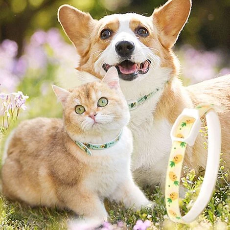 MODOU Collier Anti-puces Pour Chat/chien Anti-puces Et Anti-tiques Pour Prévenir Les Poux Et Les Acariens Collier Anti-puces - Jaune S 5 MODOU Collier Anti-puces Pour Chat/chien Anti-puces Et Anti-tiques Pour Prévenir Les Poux Et Les Acariens Collier Anti-puces - Jaune S – Image 5
