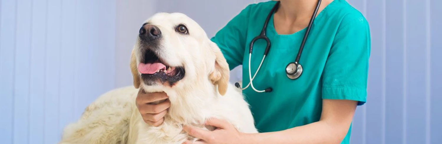 Anti-puces, anti-parasitaires et soins pour chien Soldes -Anti-puces, anti-parasitaires et soins pour chien Soldes 未标题 1